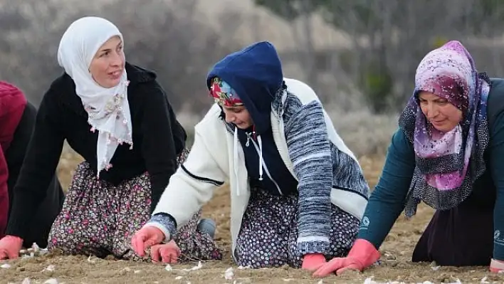 Atama bekleyen öğretmen, sarımsak tarlasında çalışarak harçlığını çıkartıyor