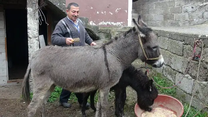 Geçimini eşek sütü satarak sağlıyor