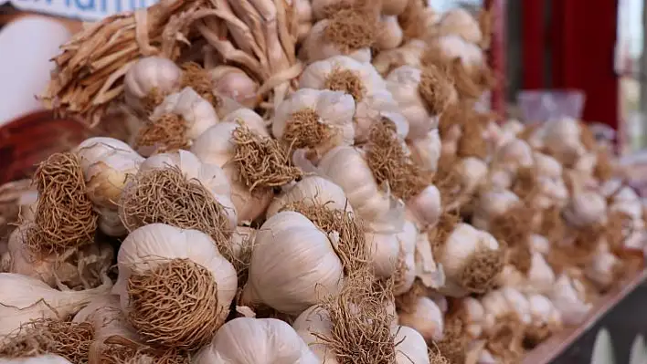 Taşköprü sarımsağında düşük rekolte, yüksek fiyat beklentisi