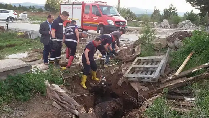 Lağım çukuruna düşen ineği itfaiye kurtardı