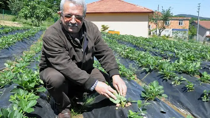 Pazara inmeden alıcı bulan Osmanlı çileği ilk ürünlerini verdi