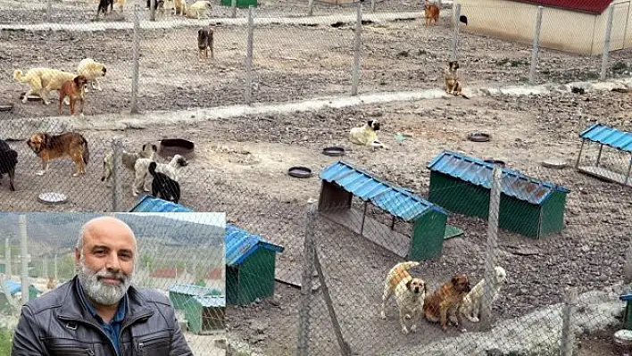Sahipsiz köpeklerin bakımı için barınak kurdu