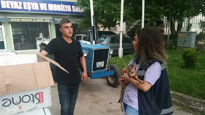 Köylüler tarafından bulunan yavru karaca koruma altına alındı