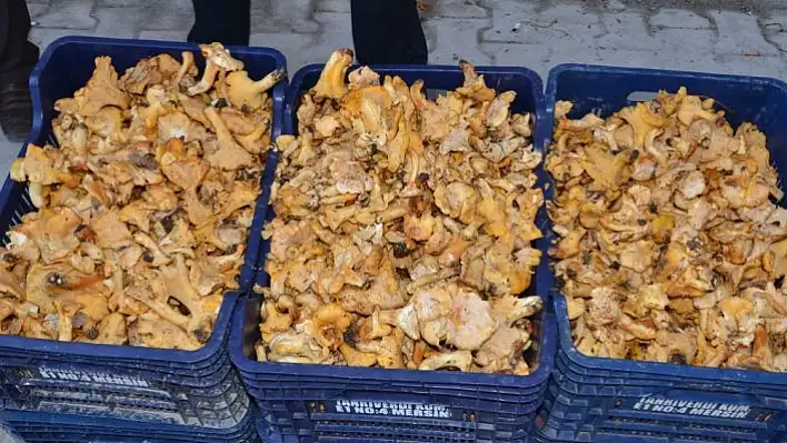 Tavuk ayağı mantarı 8 liradan alıcı buluyor