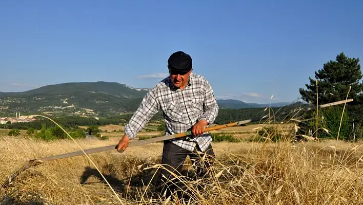 &quotBuğdayın atasını" geleneksel yöntemlerle hasat ediyorlar