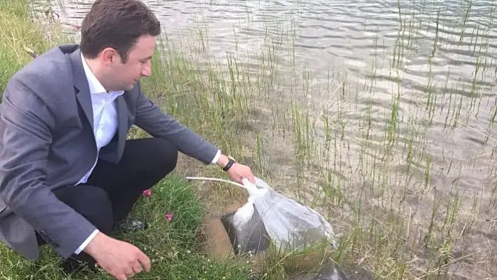 Daday'da göletlere 40 bin sazan yavrusu atıldı