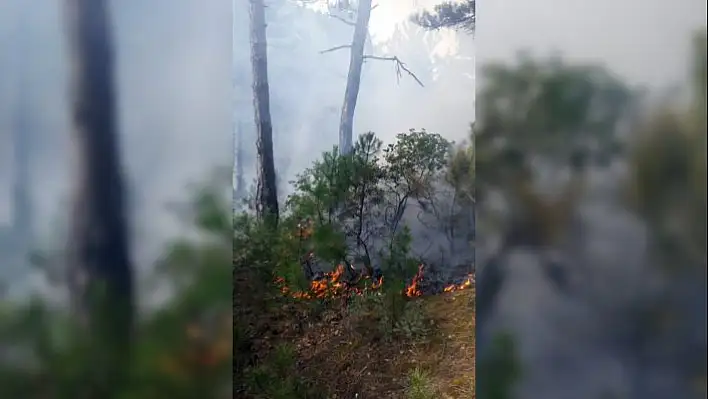 Kastamonu'da orman yangınını söndürme çalışmaları sürüyor