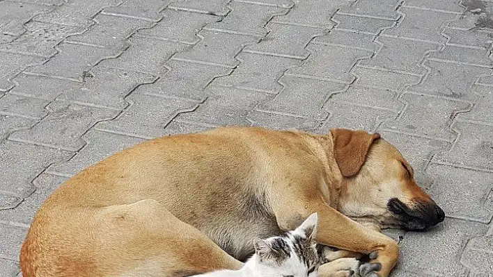 Kedi ile köpeğin dostluğu görenleri hayrete düşürüyor