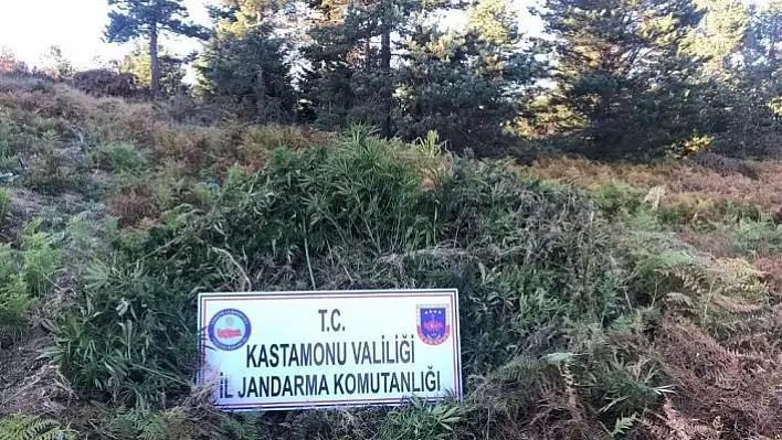3 bin 136 kök Hint keneviri yakılarak imha edildi