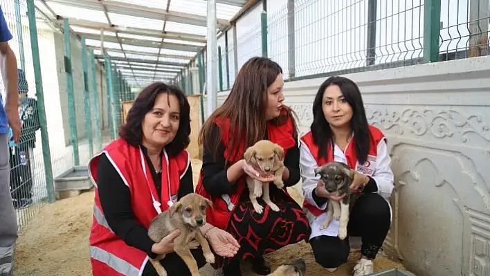 Kızılaydan yavru köpekler için sıcak su torbası