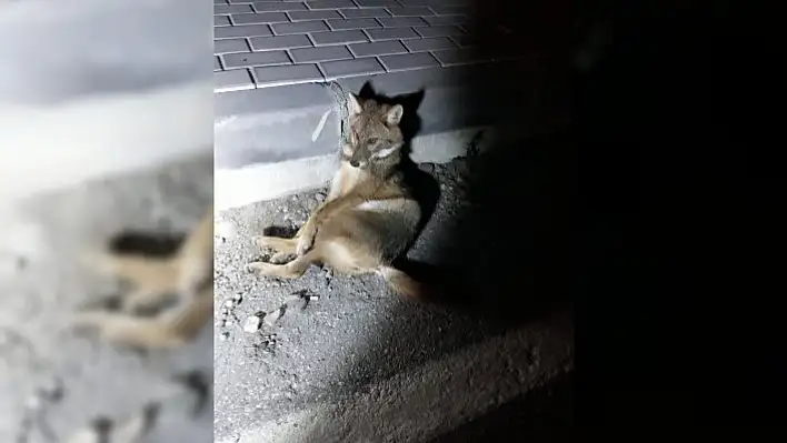 Aracın çarptığı çakal yavrusu korumaya alındı