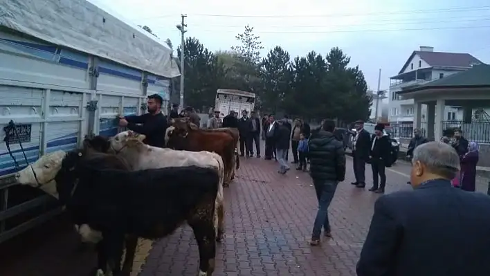 Hanönü'de genç çiftçilere 25 düve dağıtıldı