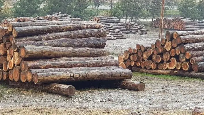 Memurlar, kaçak kesilen 2 kamyon tomrukla yakalandı