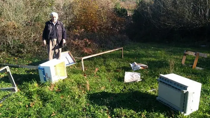 Aç kalan ayılar arı kovanlarını parçaladı