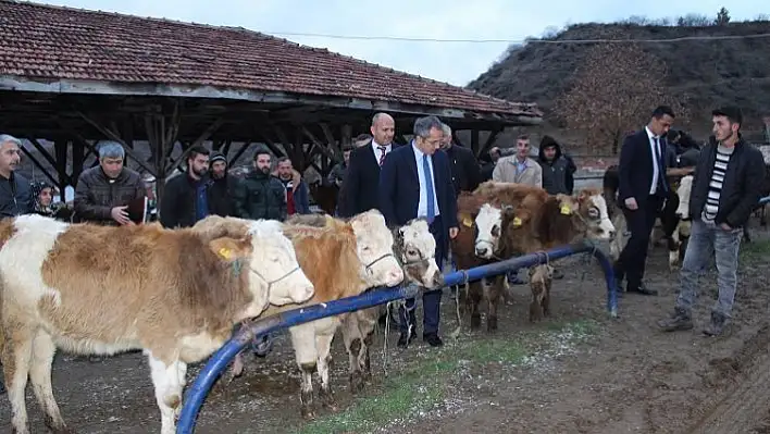 Genç çiftçilere 45 baş düve dağıtıldı