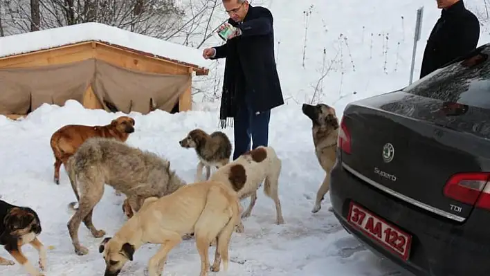 Kaymakam Pişkin, sokak hayvanlarını unutmadı