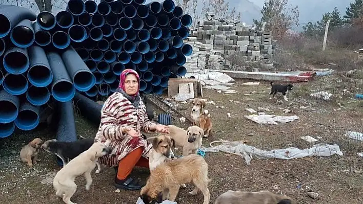 Tosya hayvan barınağında sokak köpekleri ölüme terk edildi