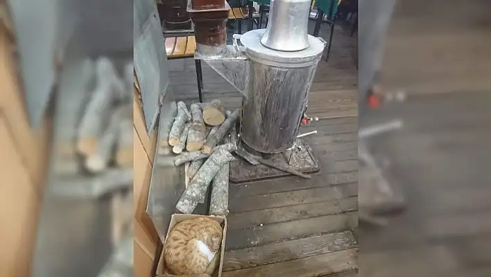 Kastamonu'da soğukta üşüyen sokak hayvanlarına esnaf yardım eli uzattı