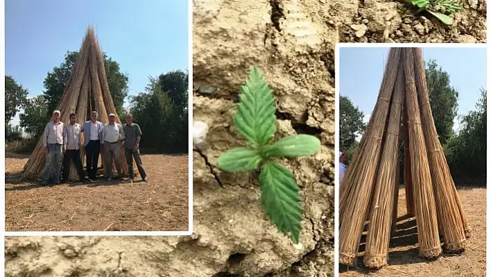Kenevir tarımı ile uğraşmak isteyenlere 'izin' uyarısı!