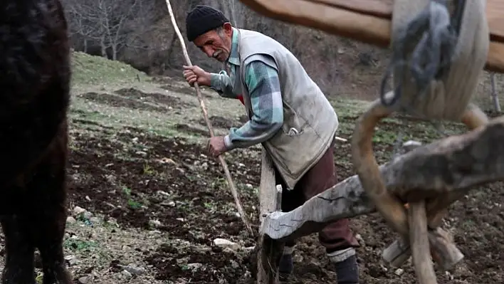 70'lik dede tarlasını kara saban ile sürüyor
