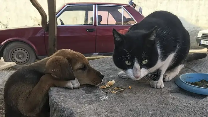 Sokak kedisi ile yavru köpeklerin şaşırtan dostluğu