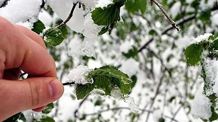 Orta Karadeniz için zirai don uyarısı