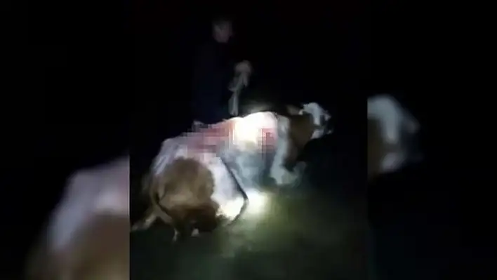 Aç kalan ayı ineğe saldırdı