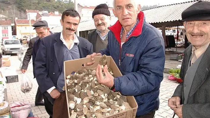Hanönü'de mantar sezonu açıldı