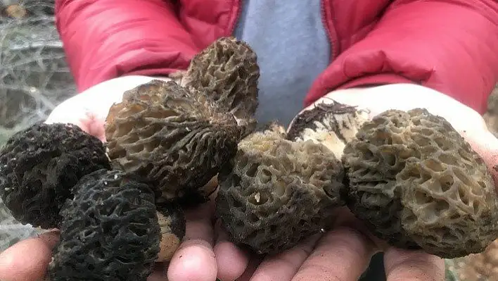 Kuzugöbeği mantarının kilosu 100 liradan satılıyor