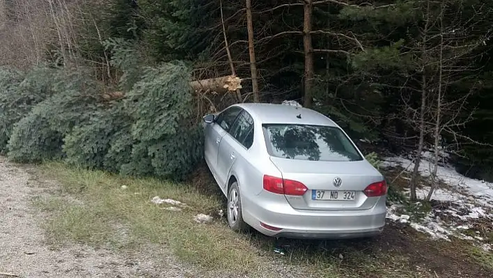 Yoldan çıkan otomobil ağaca çarptı: 3 yaralı