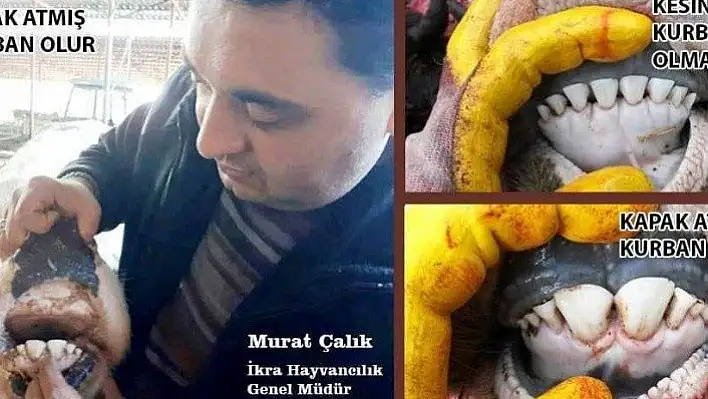 Kurban olabilecek hayvanın 2 yaşını doldurması gerekiyor
