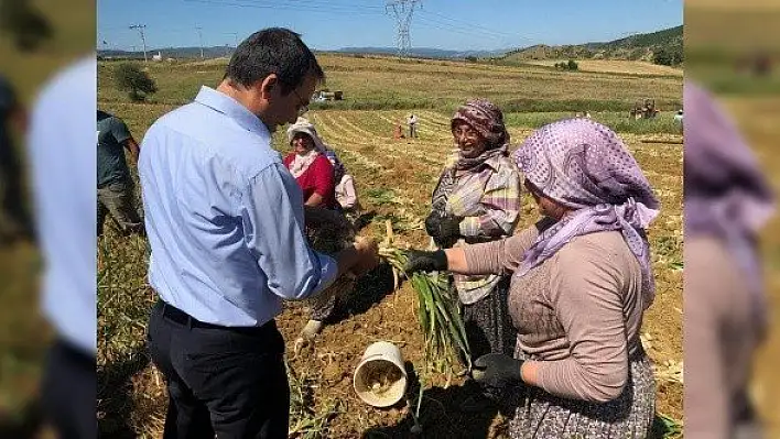 Baltacı, sarımsak tarlasında çalışan çiftçileri ziyaret etti