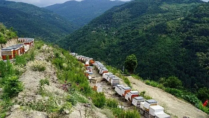 Bileziğini sattı, bir kovan arı aldı, şimdi paraya para demiyor