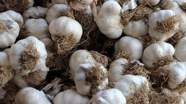 Sarımsak üreticisi fiyattan memnun
