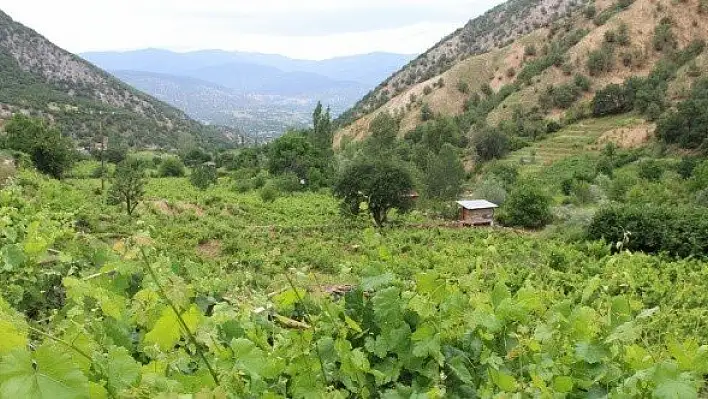 Yaprağı, meyvesinin 6 katı fiyata satılıyor