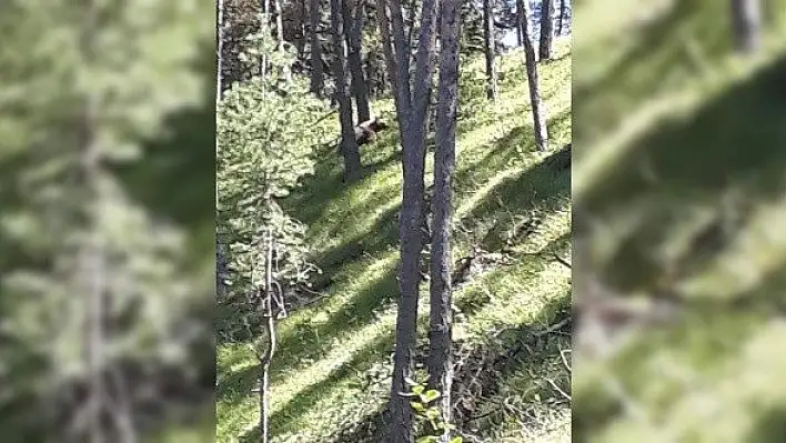 Aç kalan ayı, merada otlayan hayvanların yakınına kadar geldi