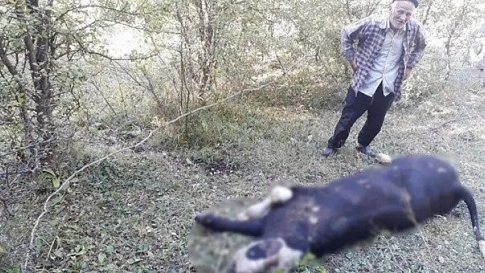 Ayı, kaçırdığı danayı ormanlık alanda parçaladı
