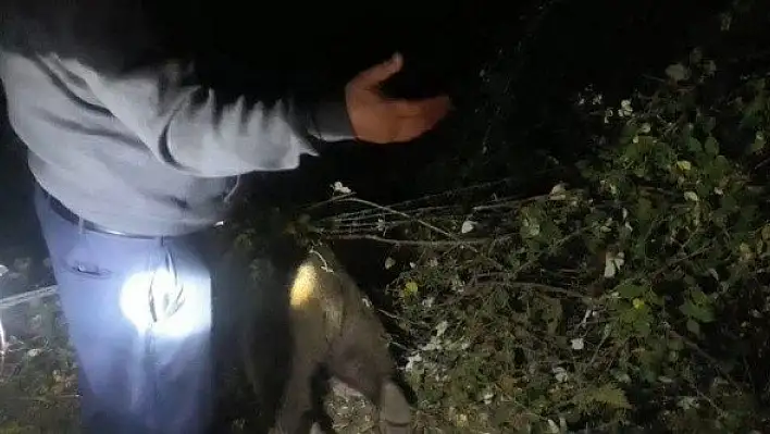 Bahçe teline takılan yavru ayı boğularak telef oldu
