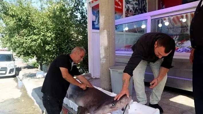 Balıkçıda sergilenen 3 metrelik köpek balığı ilgi görüyor