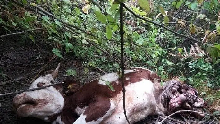 Ayı saldırısına uğrayan büyükbaş hayvan telef oldu