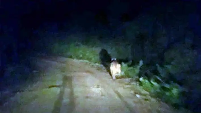 Köylere inen ayılar vatandaşları tedirgin ediyor