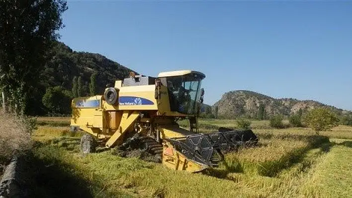 Tosya'da çeltikte beklenen rekolte 6 bin 500 ton