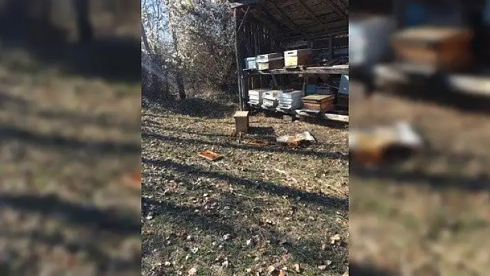 Köye kadar inen ayı, arı kovanını parçaladı