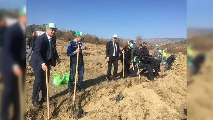 Tosya'da 10 bin fidan dikimi yapıldı