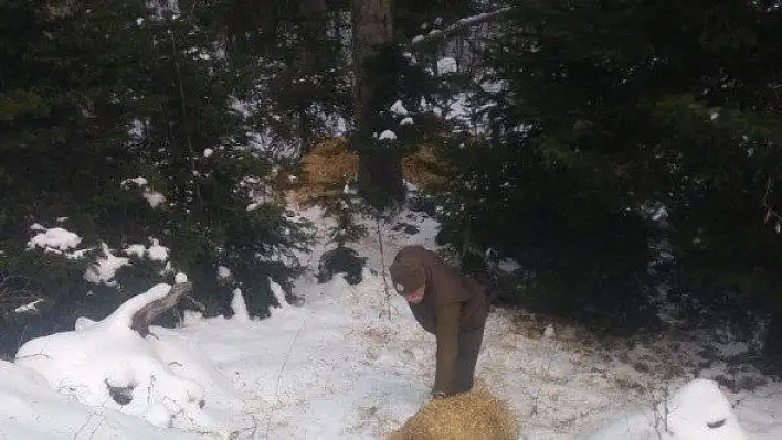 Karda aç kalan yaban hayvanları için ormana yem bırakıldı