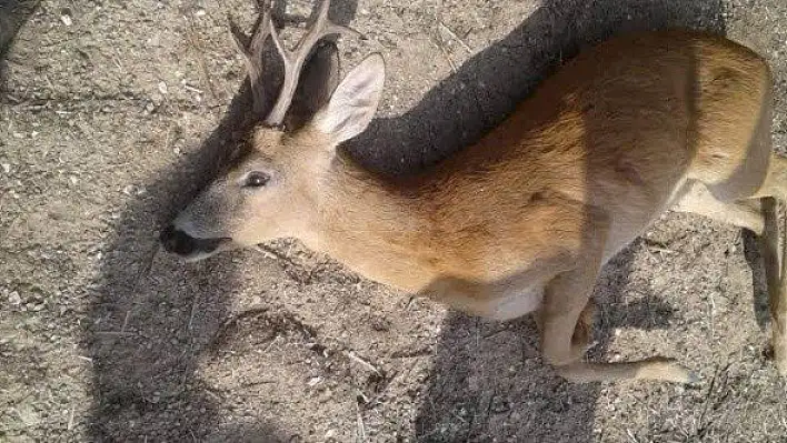Kastamonu'da karaca avlayan kişi yakalandı