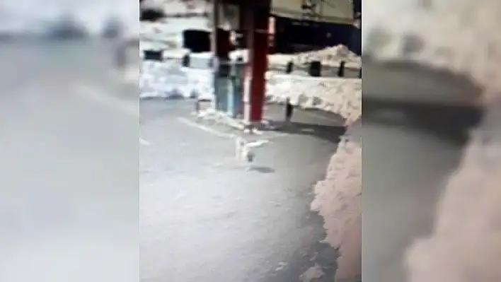 Küre'de şehre inen kurtlar bir köpeği parçaladı