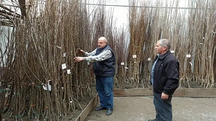 Tosya'da meyve fidanı satışları başladı