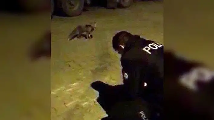 Aç kalarak şehre kadar inen tilkiyi polis ekipleri elleriyle besledi