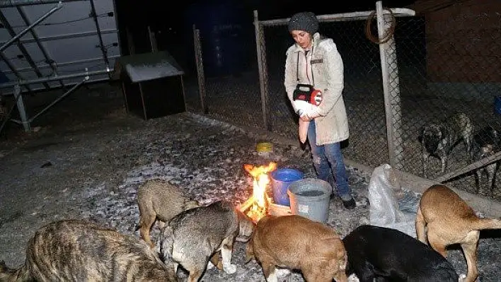 'Engelli köpekleri üşümesin' diye her gece kalkıp ateş yakıyor